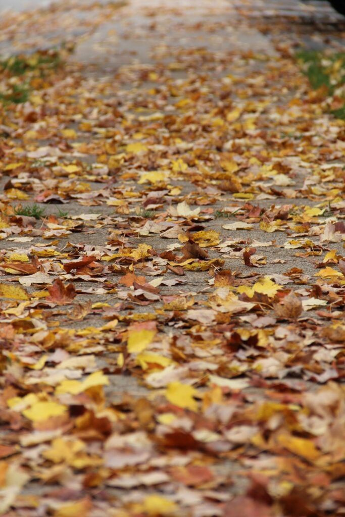 Pathway with leaves - yellow and orange - feel into the ground