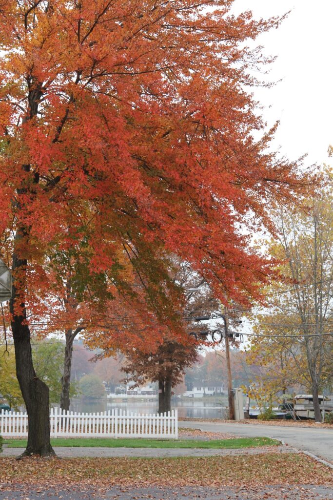 Picture of a tree by the lake during fall season. 